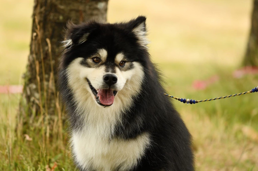 Melhankozia Sweet fanta diallo