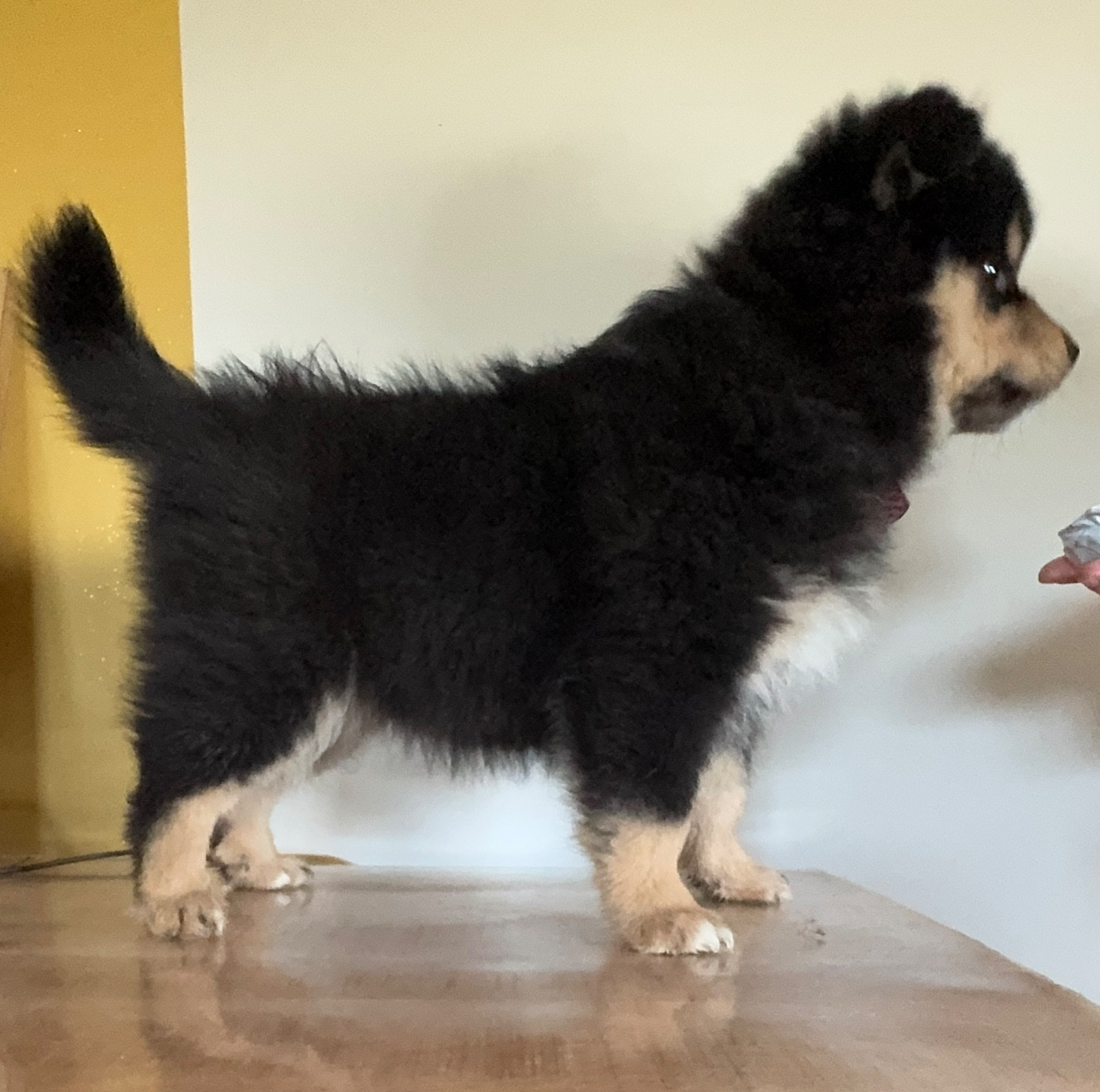 Alva Frozen Auringosta