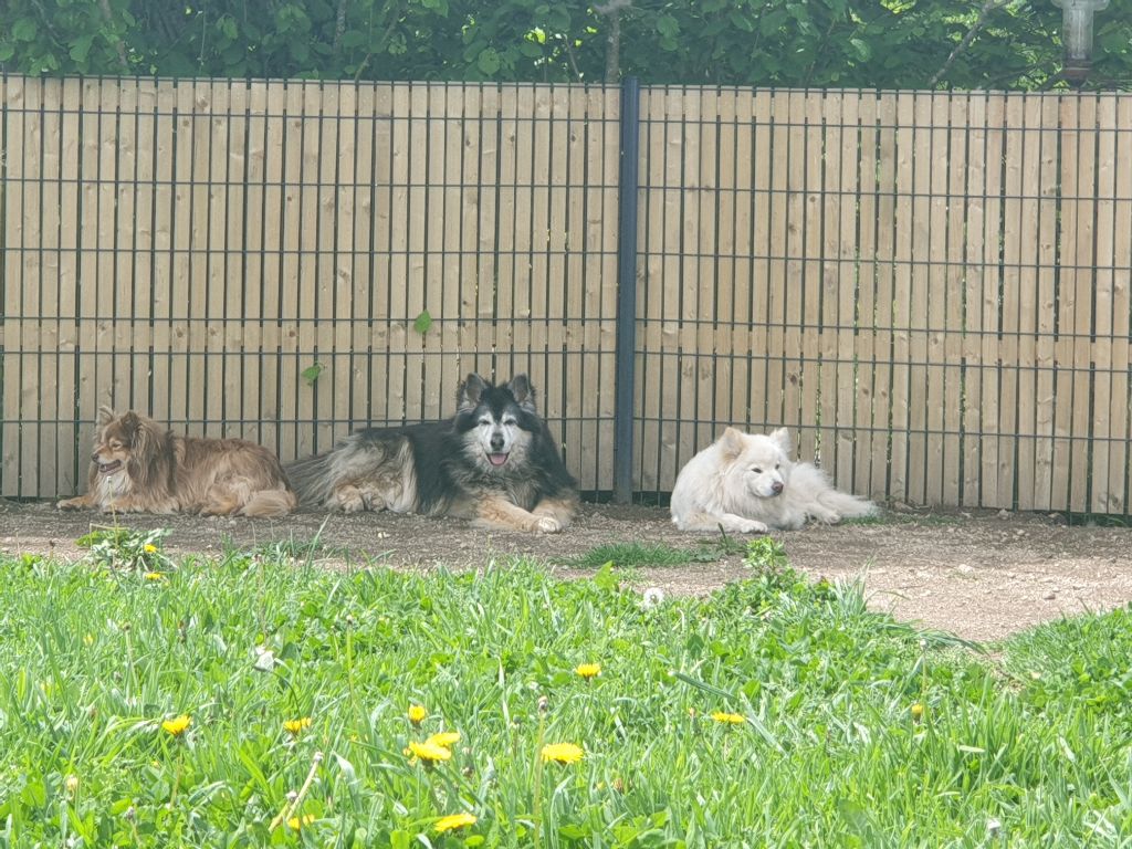 Les copains 