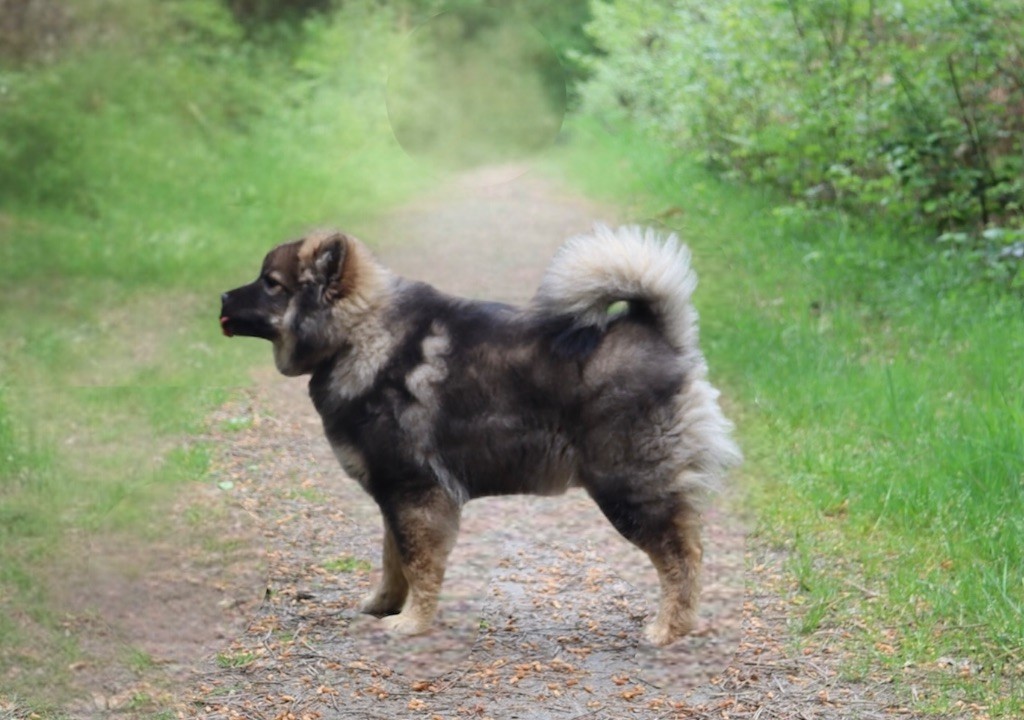 Auringosta - Chiots disponibles - Chien finnois de Laponie