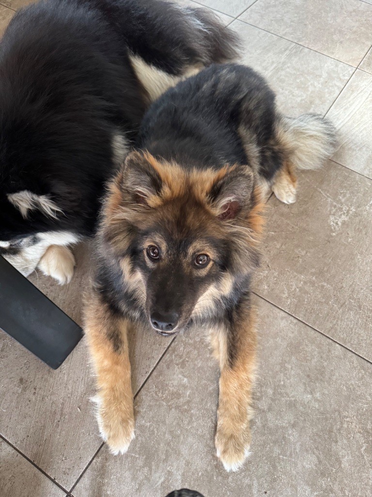 Auringosta - Chiots disponibles - Chien finnois de Laponie